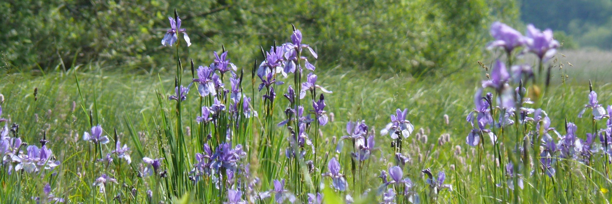 Headerbild Blumen lila